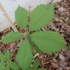 Parthenocissus quinquefolia